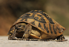 Hermann's Tortoise photo 3