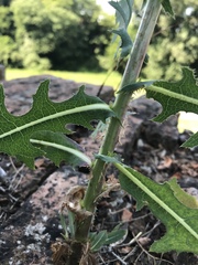 Lactuca serriola