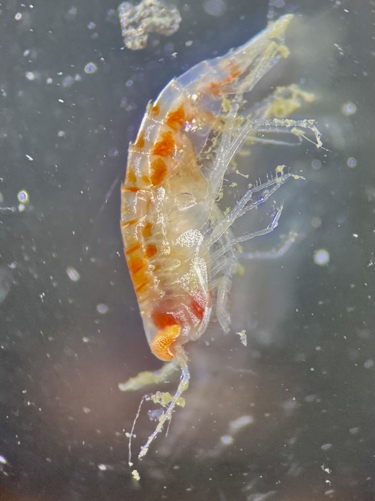 Syrrhoe crenulata