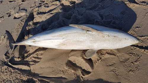 Harbour Porpoise, Rotterdam, NL-ZH, NL, photo 8 of 10
