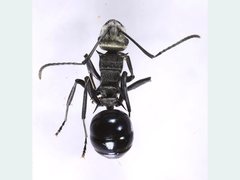 Polyrhachis turneri