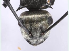 Polyrhachis turneri