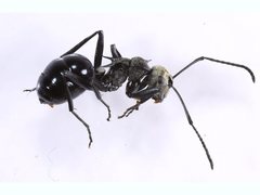 Polyrhachis turneri