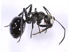 Polyrhachis turneri