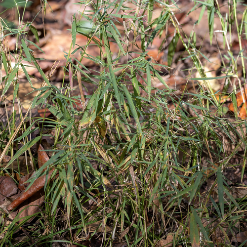 nimblewill (Muhlenbergia schreberi)