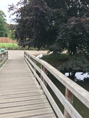 Chroicocephalus ridibundus