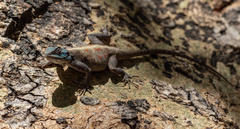 Agama spinosa