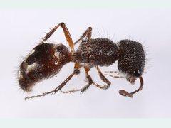 Ephutomorpha sanguineiceps tristifica