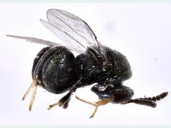 Chrysochalcissa olivacea