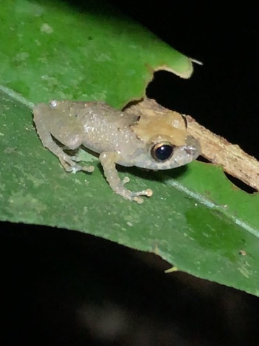 Carabaya Robber Frog
