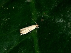 Idiophantis