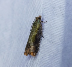 Dicephalarcha herbosa