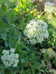 Peucedanum japonicum