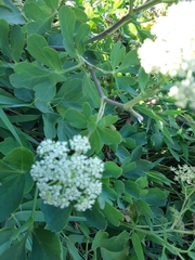 Peucedanum japonicum