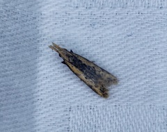 Dichomeris ochthophora