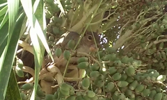 Sciurus carolinensis