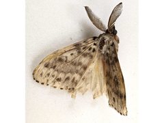 Lymantria lunata
