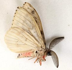 Lymantria lunata