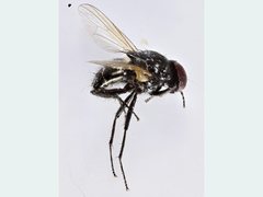 Hydrotaea chalcogaster