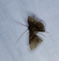 Filodes fulvidorsalis