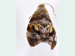 Choreutis emplecta