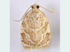 Adoxophyes templana