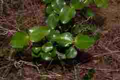 Warneckea parvifolia