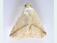 Eublemma perversicolor