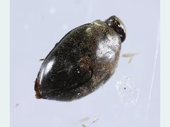 Limnichidae