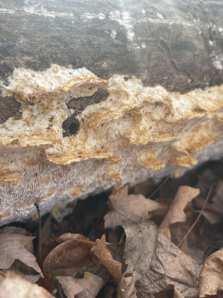 Deer-colored Trametes from E Center Street Ext, Lexington, NC, US on ...