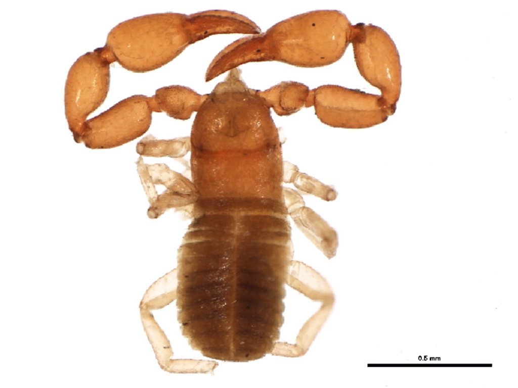 Lamprochernes savignyi