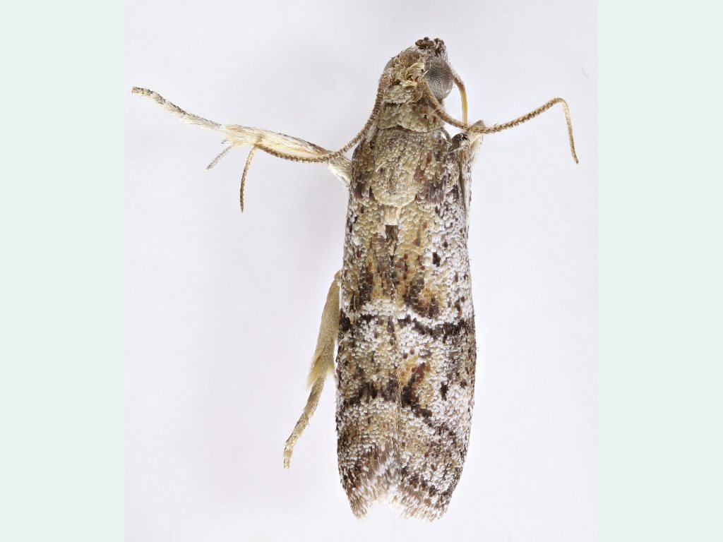 Assara semifictile