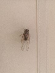 Cicada cretensis