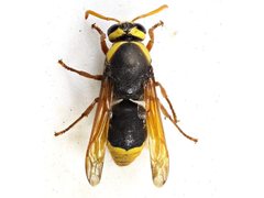 Rhynchium superbum