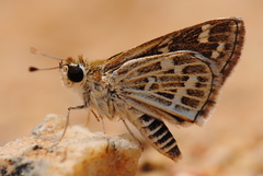 Taractrocera maevius