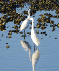 Egretta garzetta nigripes