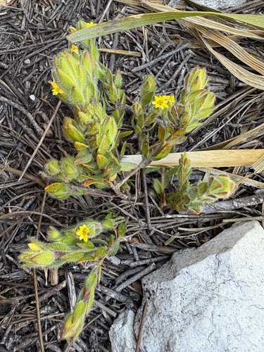 Image of Shy Capesaffron (Gnidia humilis) by (c) Charleen Brunke, some rights reserved (CC BY)