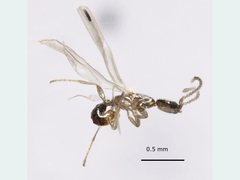 Leptanilla