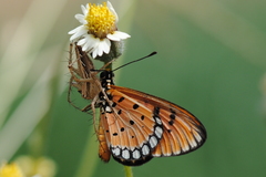 Acraea terpsicore