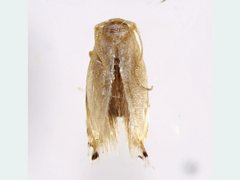 Opostegidae
