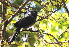 Phaenicophaeus viridirostris