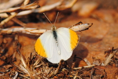 Colotis aurora
