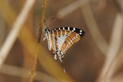 Graphium nomius