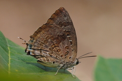 Arhopala amantes