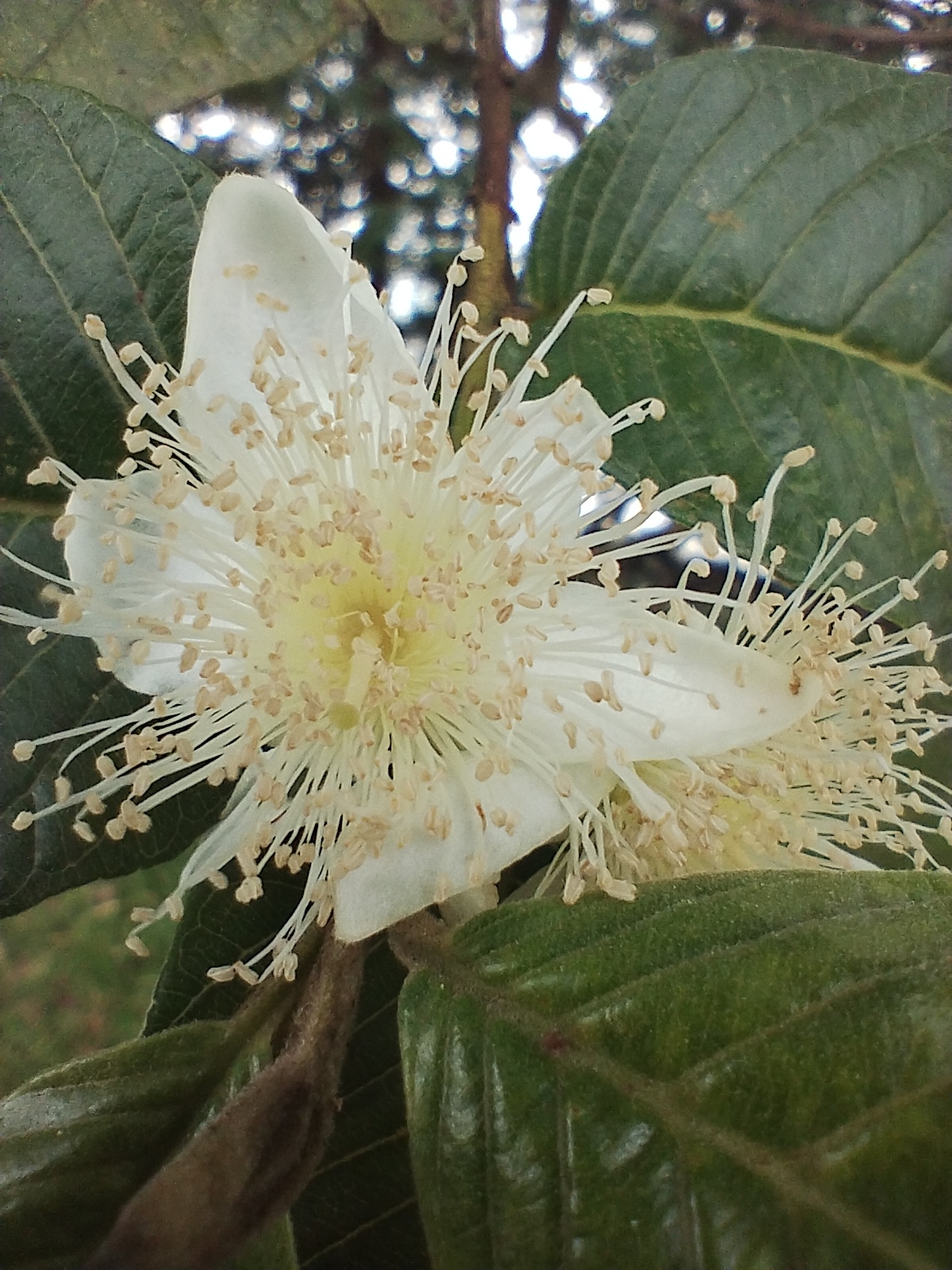 Psidium guajava