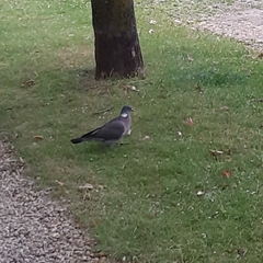 Columba palumbus