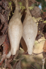 Ordgarius magnificus