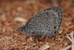 Ypthima asterope mahratta