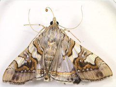 Glyphodes stolalis