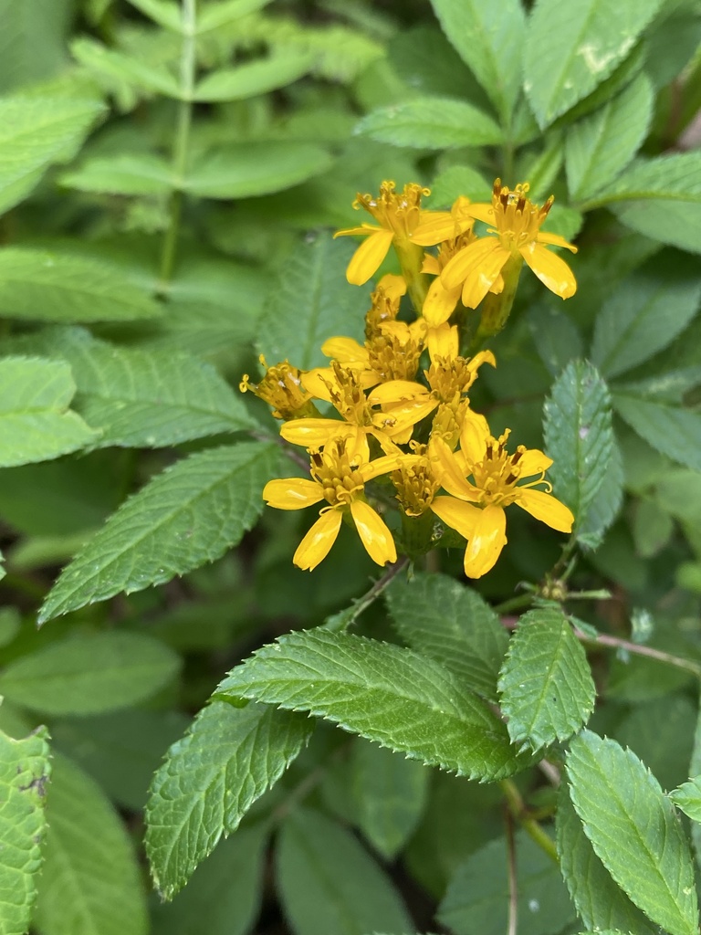 Tagetes nelsonii